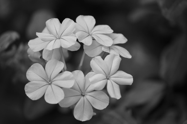 Nahaufnahme von Phloxblumen, die im Freien blühen