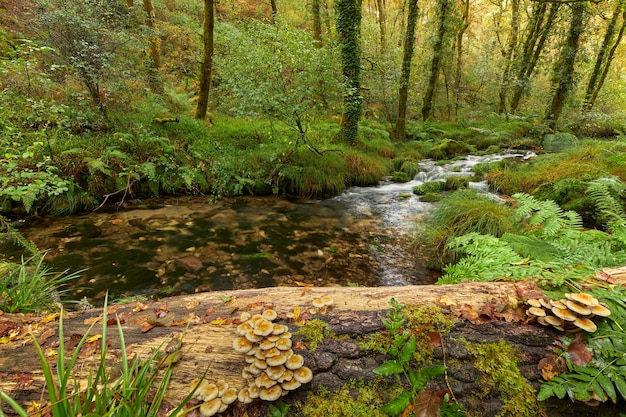 Nahaufnahme von Pilzen auf einem umgestürzten Baumstamm neben einem Fluss in der Mitte eines Waldes in der Gegend von Galizien, Spanien.