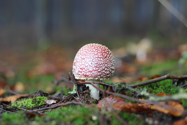 Nahaufnahme von Pilzen, die auf dem Feld wachsen.