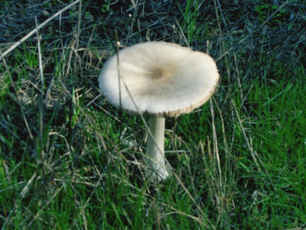 Nahaufnahme von Pilzen, die auf einem Grasfeld wachsen