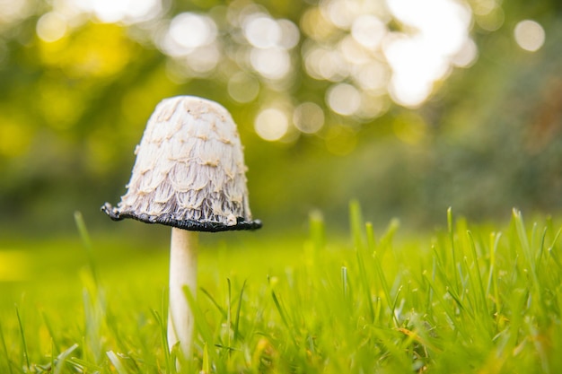 Nahaufnahme von Pilzen, die auf einem Grasfeld wachsen
