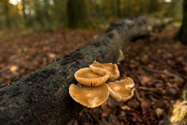 Nahaufnahme von Pilzen, die im Wald auf dem Baumstamm wachsen