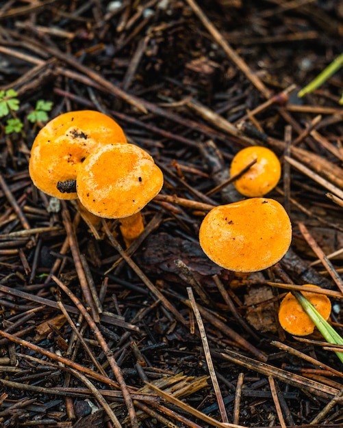 Nahaufnahme von Pilzen im Wald