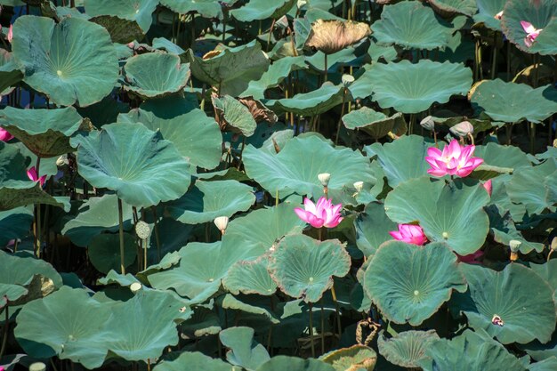 Nahaufnahme von Pink Lotus (Nelumbo nucifera Gaertn.) im See, bunte rosa-weiße Blütenblätter mit grünem Naturhintergrund