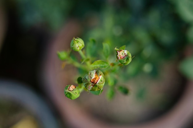 Foto nahaufnahme von pink rose bud