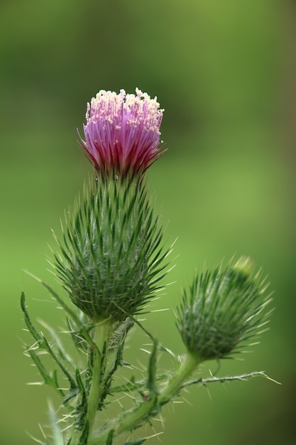 Nahaufnahme von Plymouth Distel