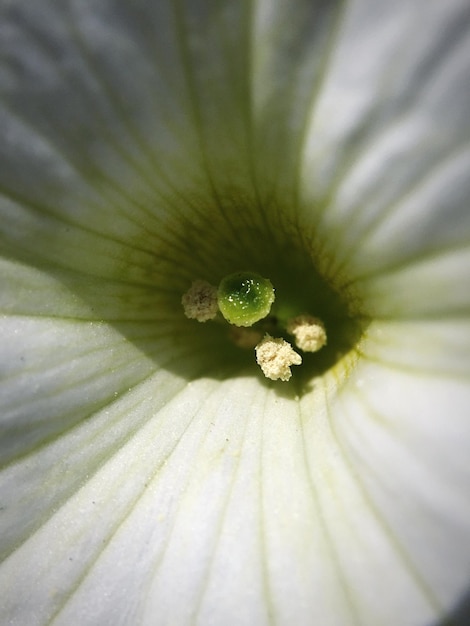 Nahaufnahme von Pollen auf weißer Blume