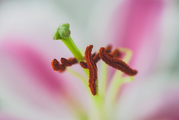 Foto nahaufnahme von pollen