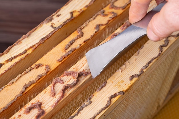 Nahaufnahme von Propolis-Bienglim aus Honigstock-Holzrahmen aus dem Bienenstock