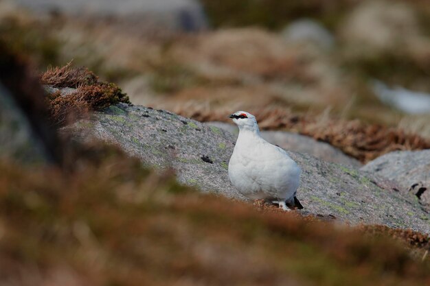 Nahaufnahme von Ptarmigan, der auf einem Felsen sitzt