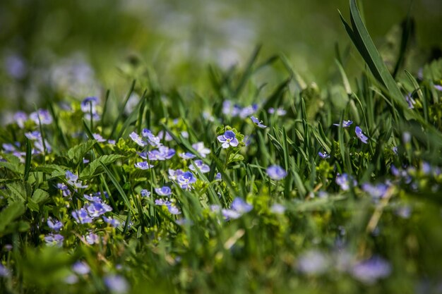 Foto nahaufnahme von purpurfarbenen blütenpflanzen auf dem feld