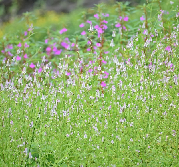 Foto nahaufnahme von purpurfarbenen blütenpflanzen auf dem feld