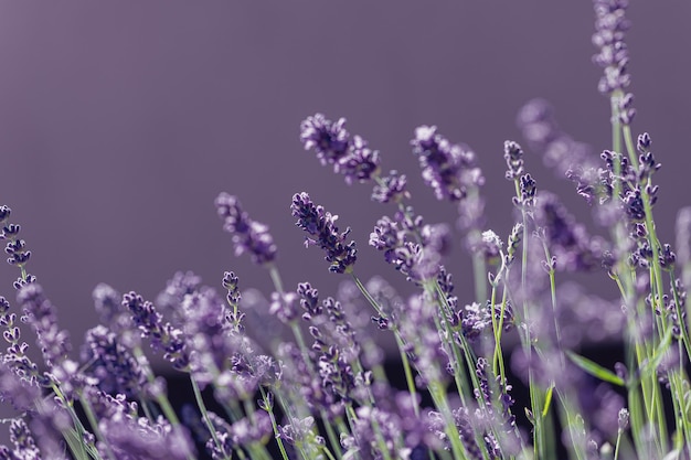Nahaufnahme von purpurfarbenen Blütenpflanzen auf dem Feld
