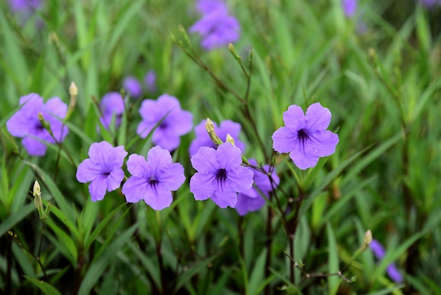 Foto nahaufnahme von purpurfarbenen blütenpflanzen auf dem feld