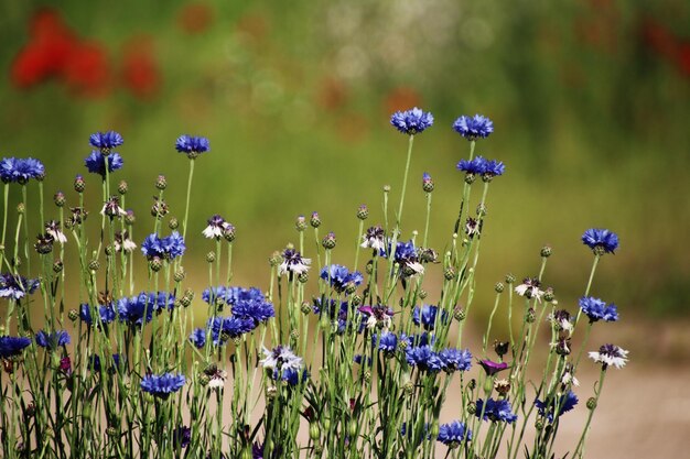 Nahaufnahme von purpurfarbenen Blütenpflanzen auf dem Feld