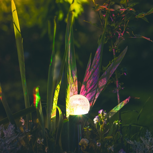 Foto nahaufnahme von purpurfarbenen blütenpflanzen auf dem feld