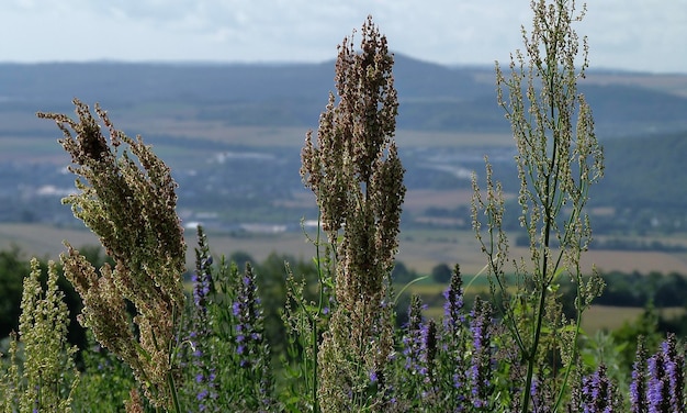 Foto nahaufnahme von purpurfarbenen blütenpflanzen auf dem feld