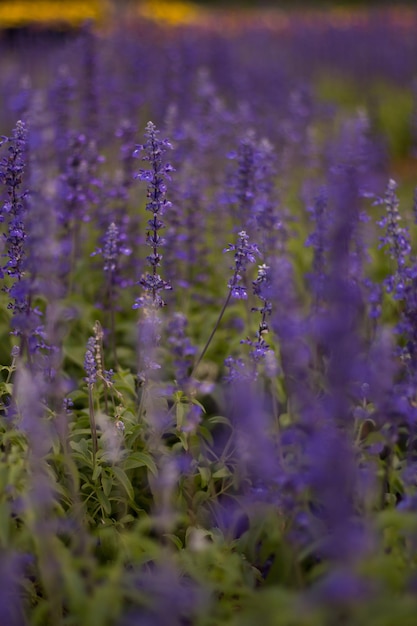 Foto nahaufnahme von purpurfarbenen blütenpflanzen auf dem feld