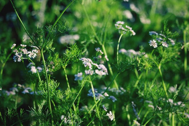 Nahaufnahme von purpurfarbenen Blütenpflanzen auf dem Feld