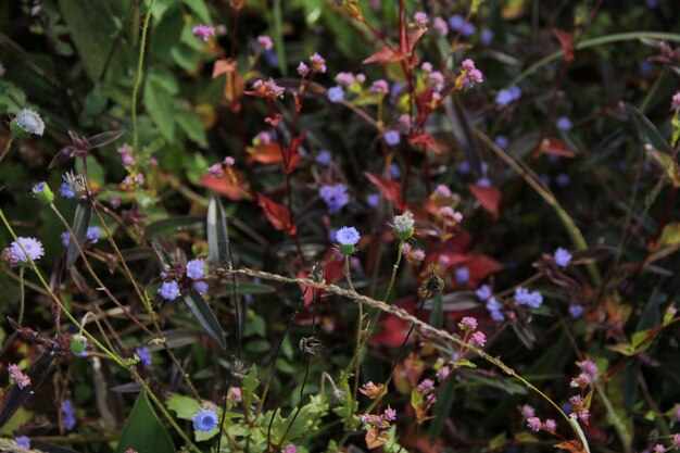 Foto nahaufnahme von purpurfarbenen blütenpflanzen