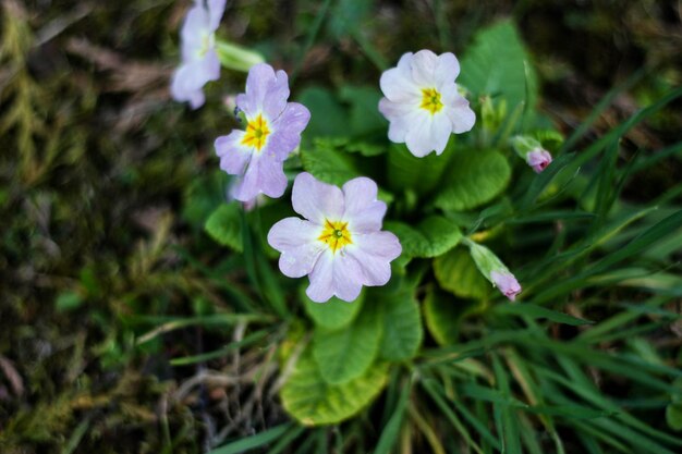 Nahaufnahme von purpurfarbenen Blütenpflanzen