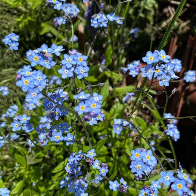 Foto nahaufnahme von purpurfarbenen blütenpflanzen