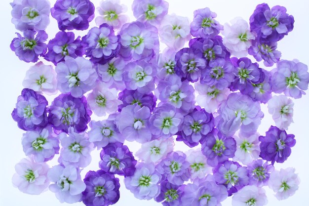 Foto nahaufnahme von purpurfarbenen blütenpflanzen