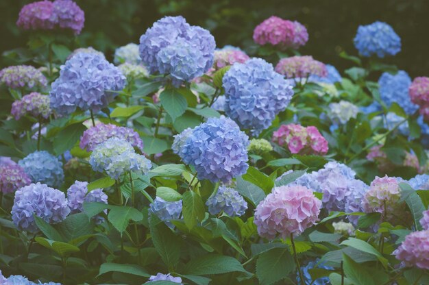 Nahaufnahme von purpurfarbenen Hortensieblüten