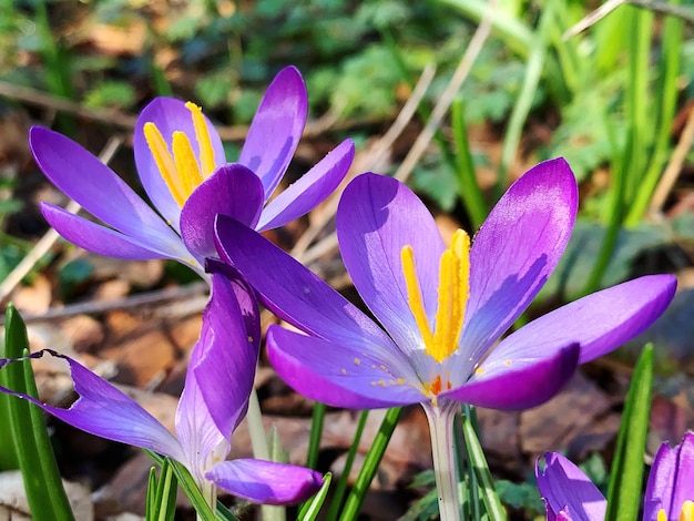 Foto nahaufnahme von purpurfarbenen krokusblüten