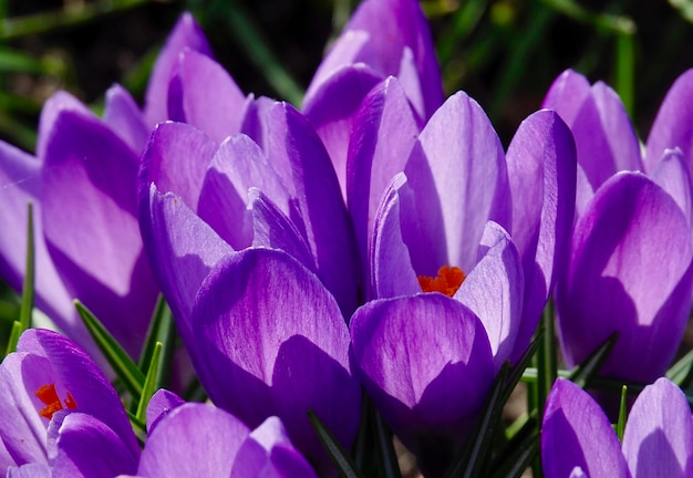 Nahaufnahme von purpurfarbenen Krokusblüten