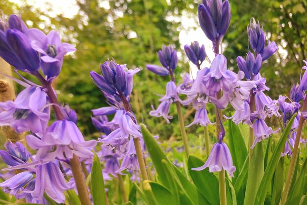 Nahaufnahme von purpurfarbenen Krokusblumen, die auf dem Feld blühen