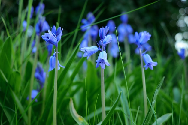 Foto nahaufnahme von purpurfarbenen krokusblumen, die im freien blühen