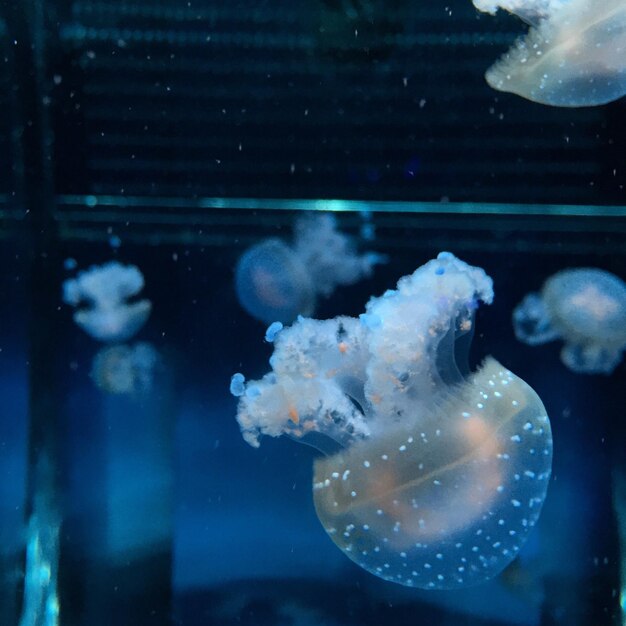 Nahaufnahme von Quallen, die im Aquarium schwimmen