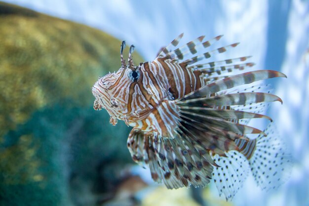 Foto nahaufnahme von quallen, die im meer schwimmen