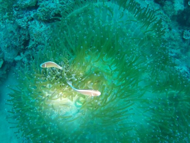 Foto nahaufnahme von quallen, die im meer schwimmen