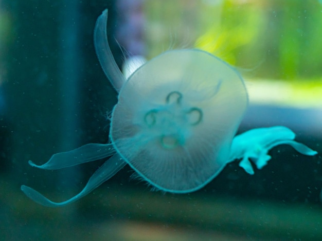 Foto nahaufnahme von quallen, die im meer schwimmen