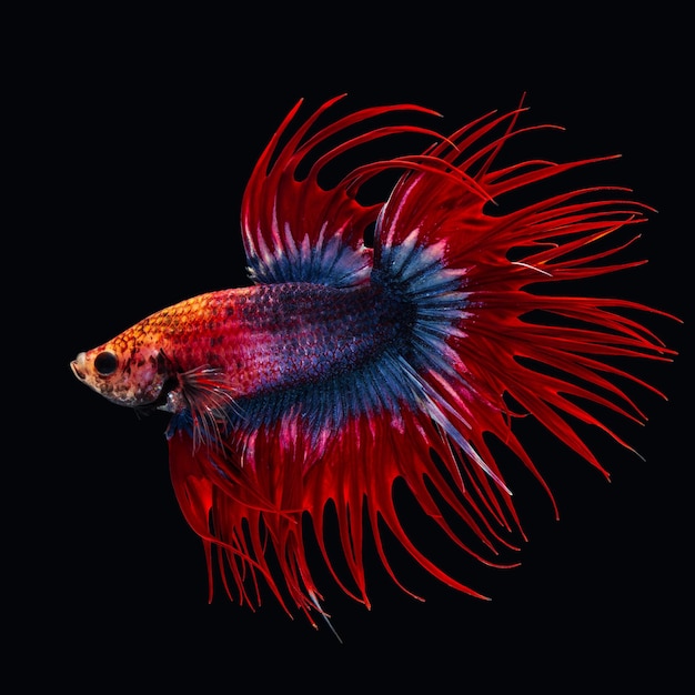 Foto nahaufnahme von quallen, die im meer schwimmen