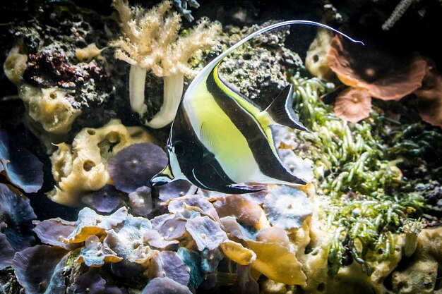 Foto nahaufnahme von quallen, die im wasser schwimmen