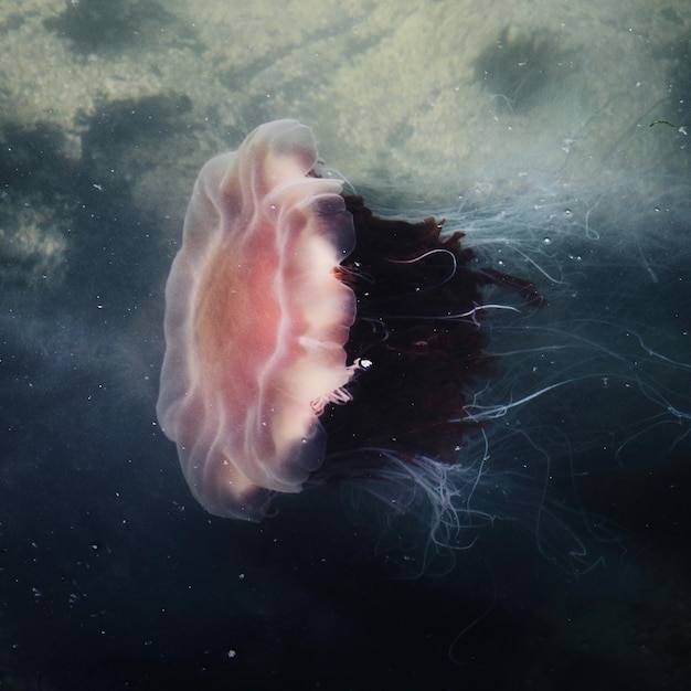 Nahaufnahme von Quallen, die unter Wasser schwimmen