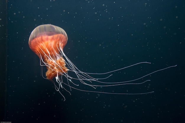 Nahaufnahme von Quallen im Meer