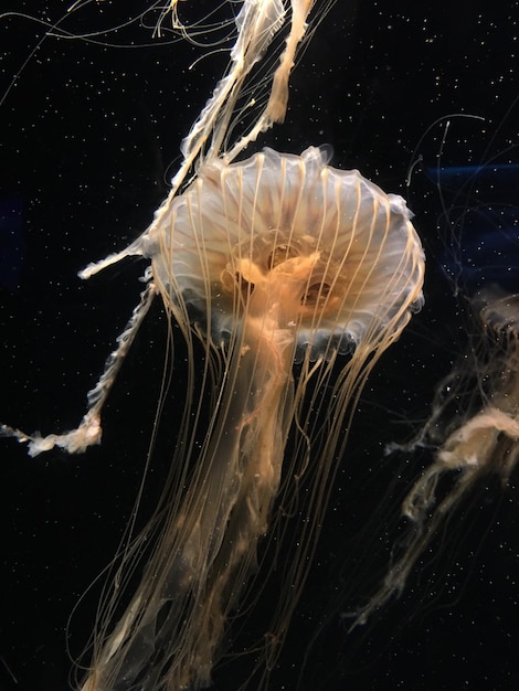 Nahaufnahme von Quallen im Wasser