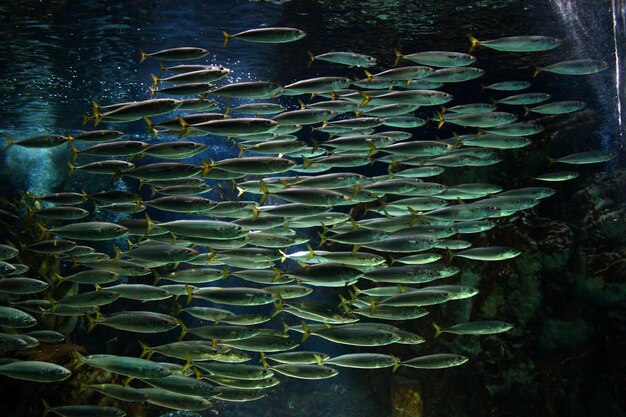 Foto nahaufnahme von quallen im wasser