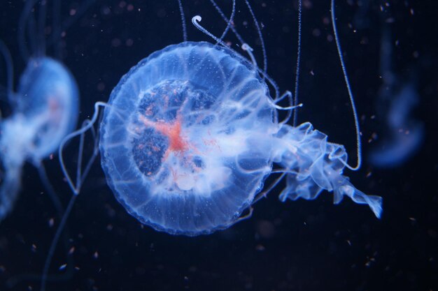 Foto nahaufnahme von quallen unter wasser