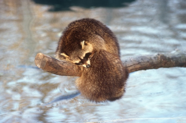 Foto nahaufnahme von ratten