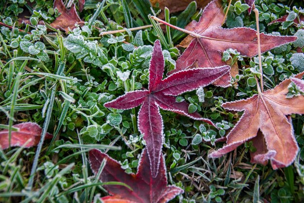 Foto nahaufnahme von regentropfen auf ahornblättern im herbst