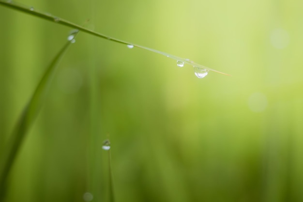 Nahaufnahme von Regentropfen auf dem Gras
