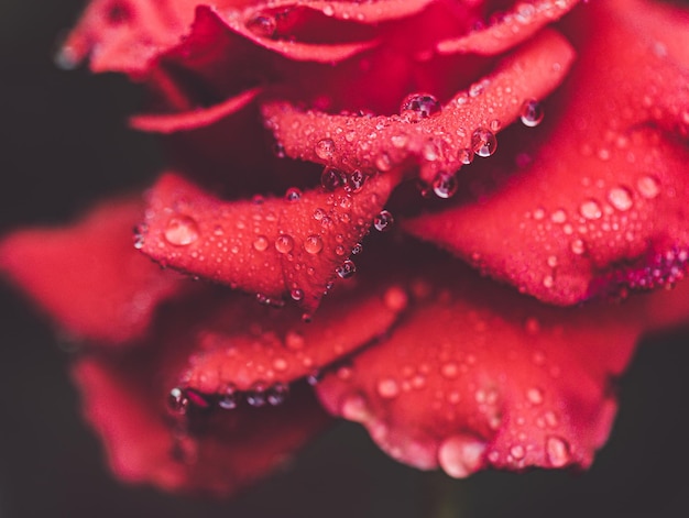 Nahaufnahme von Regentropfen auf einer roten Rose