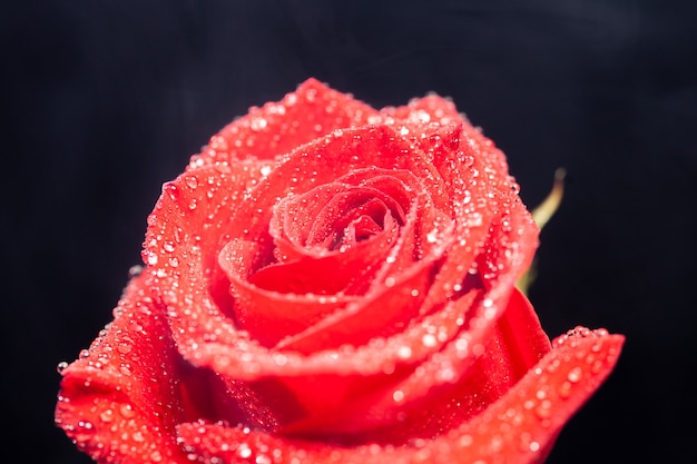 Nahaufnahme von Regentropfen auf roter Rose auf schwarzem Hintergrund. Frisch aus dem Blumenladen.