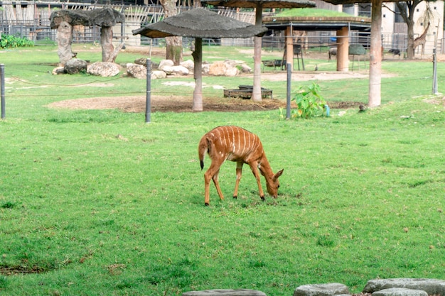 Nahaufnahme von Rehen, die im Zoo Essen essen