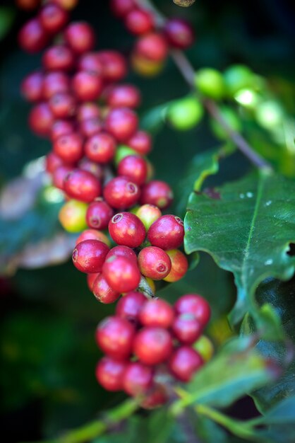 Nahaufnahme von reifen Kaffeebohnen auf dem Baum